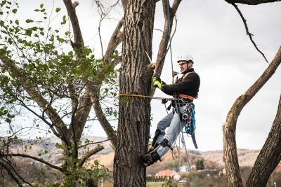 Tree Trimming Insurance in Harrison, AR by Crain Insurance Agency, Inc.